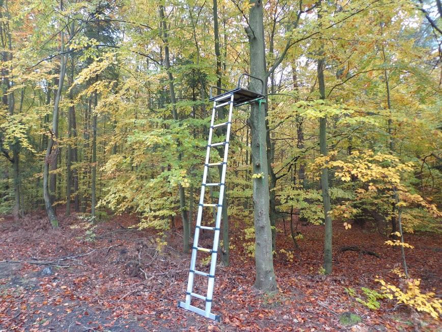 Drabina teleskopowa z platformą oparta o buk w jesiennym lesie